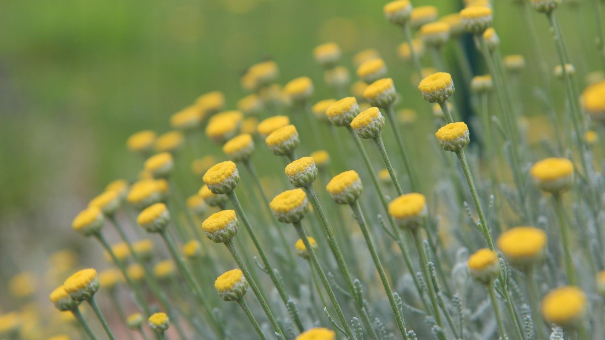 piante esterno senza acqua