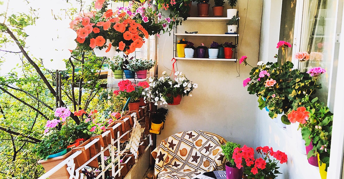 piante da esterno primavera