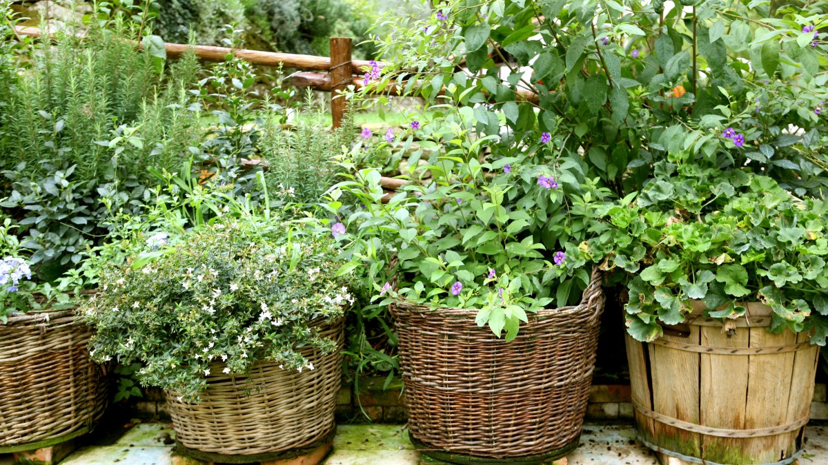 piante da esterno senza acqua