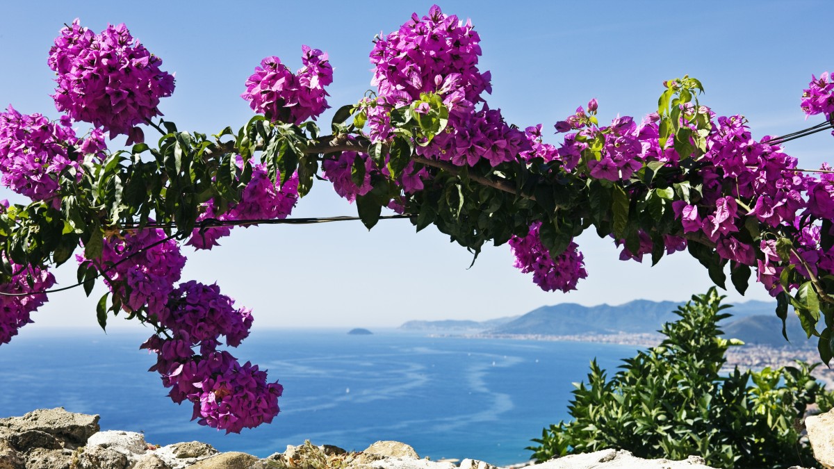 perchè sanremo è la città dei fiori