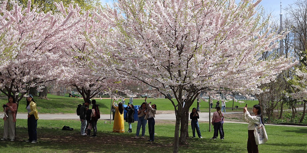 ciliegi in fiore Venaria Reale