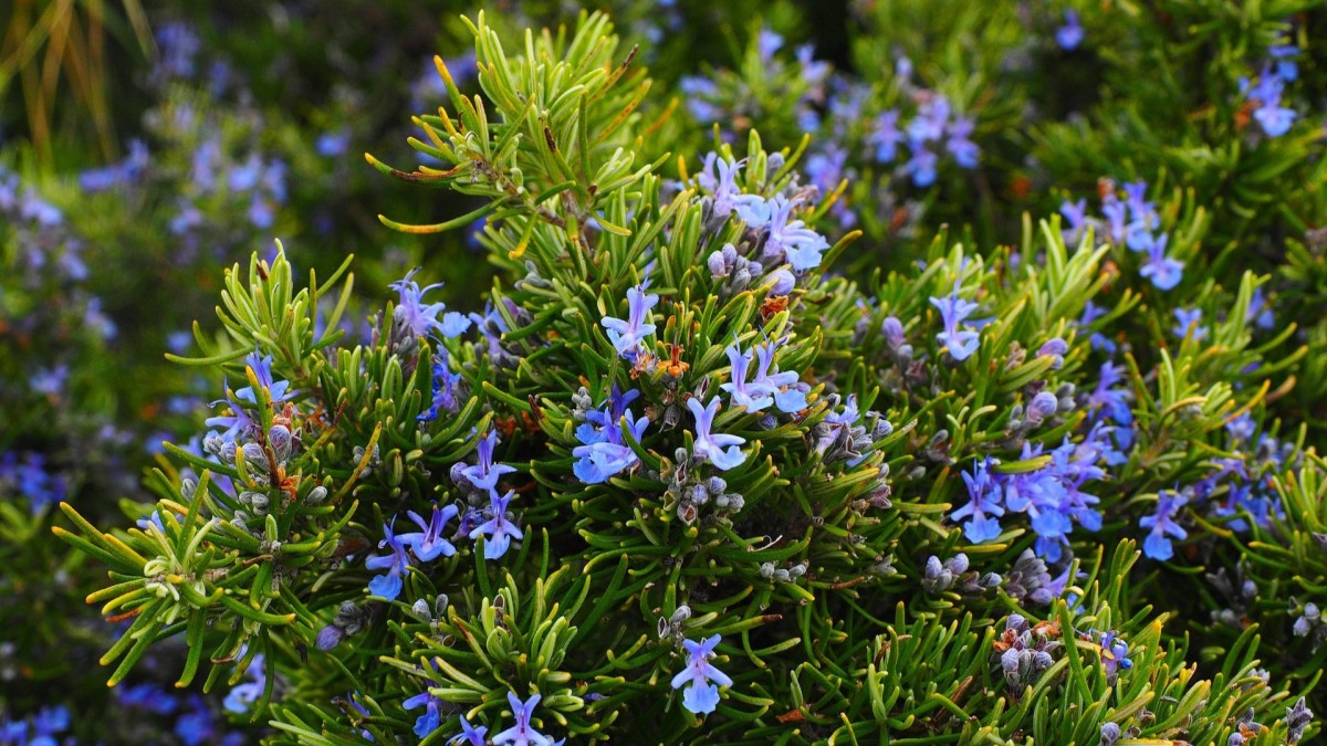 piante che allontanano i topi