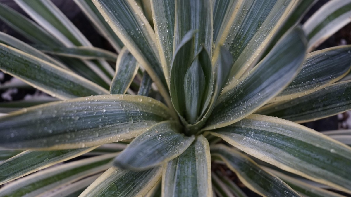 piante esterno senza acqua