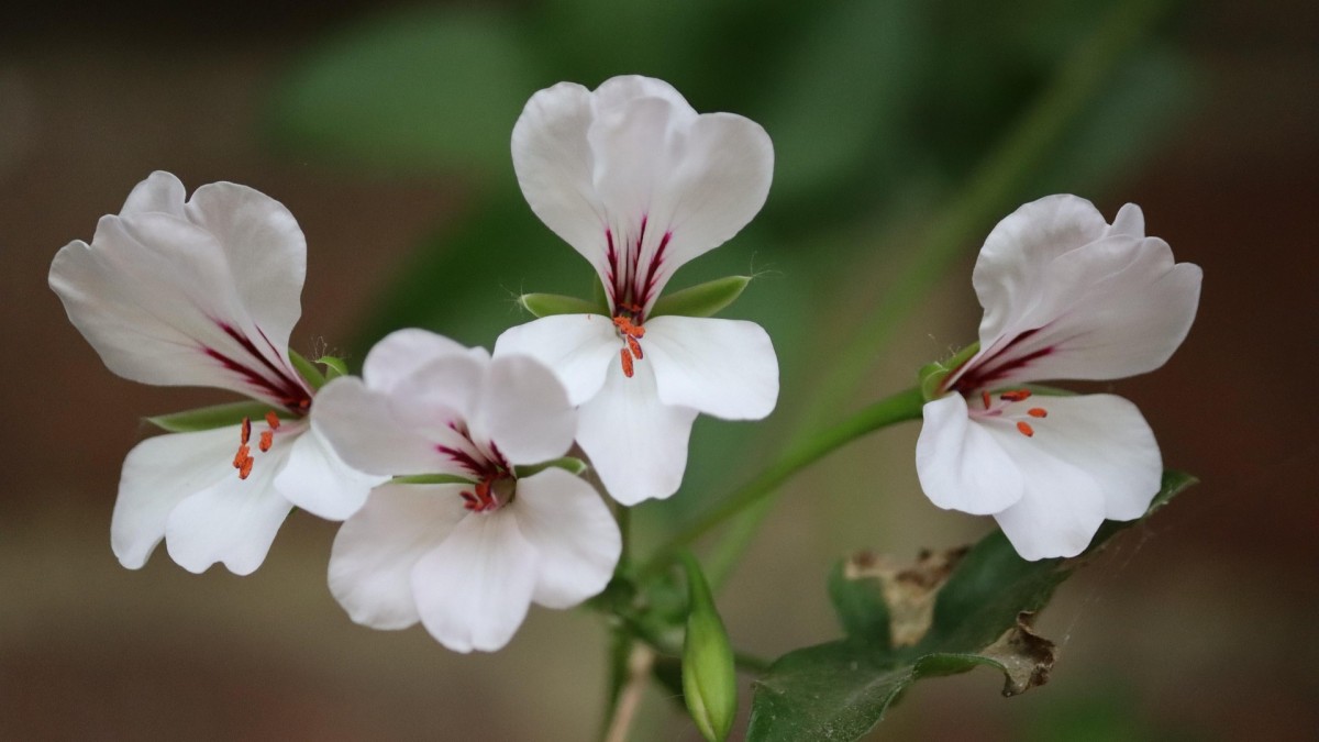 pelargonio