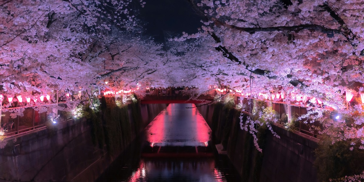 ciliegi in fiore Venaria Reale
