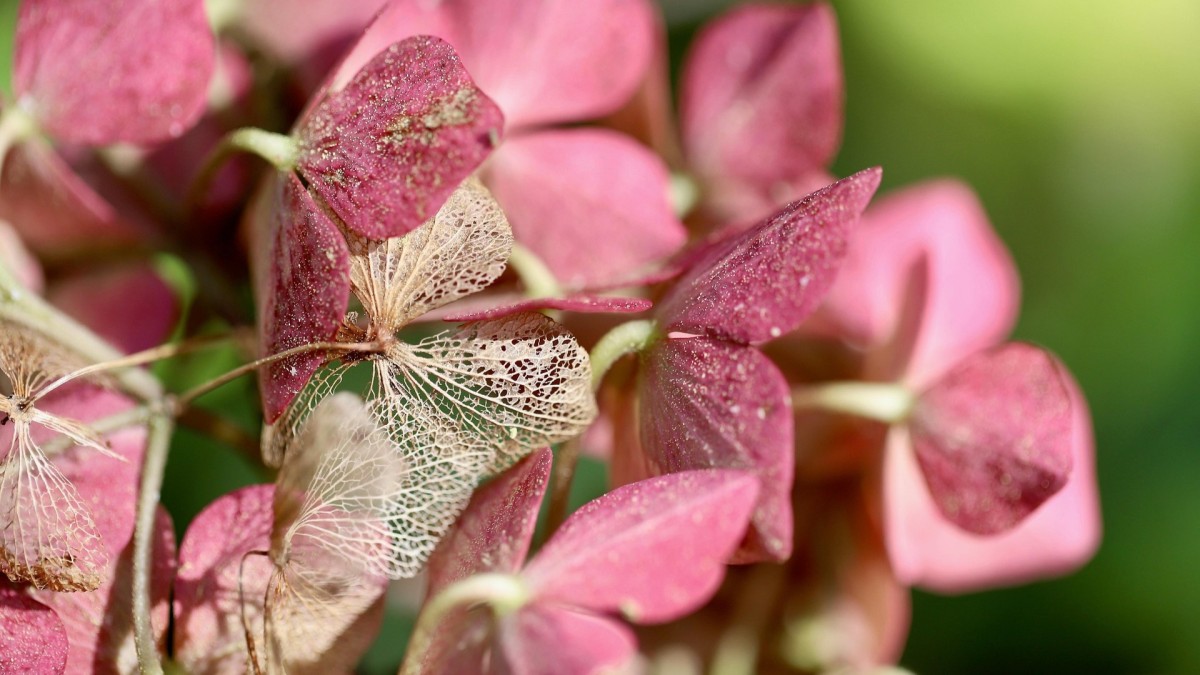 come conservare i fiori secchi