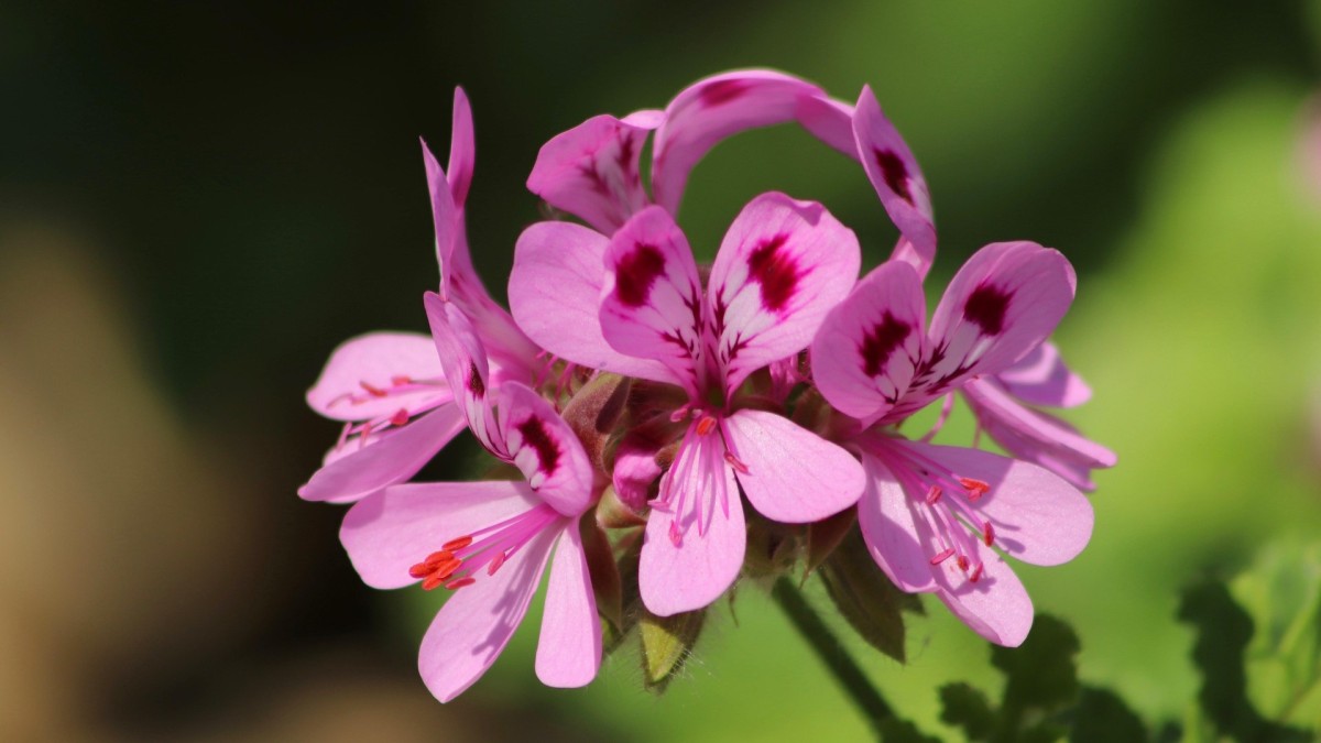 pelargonio