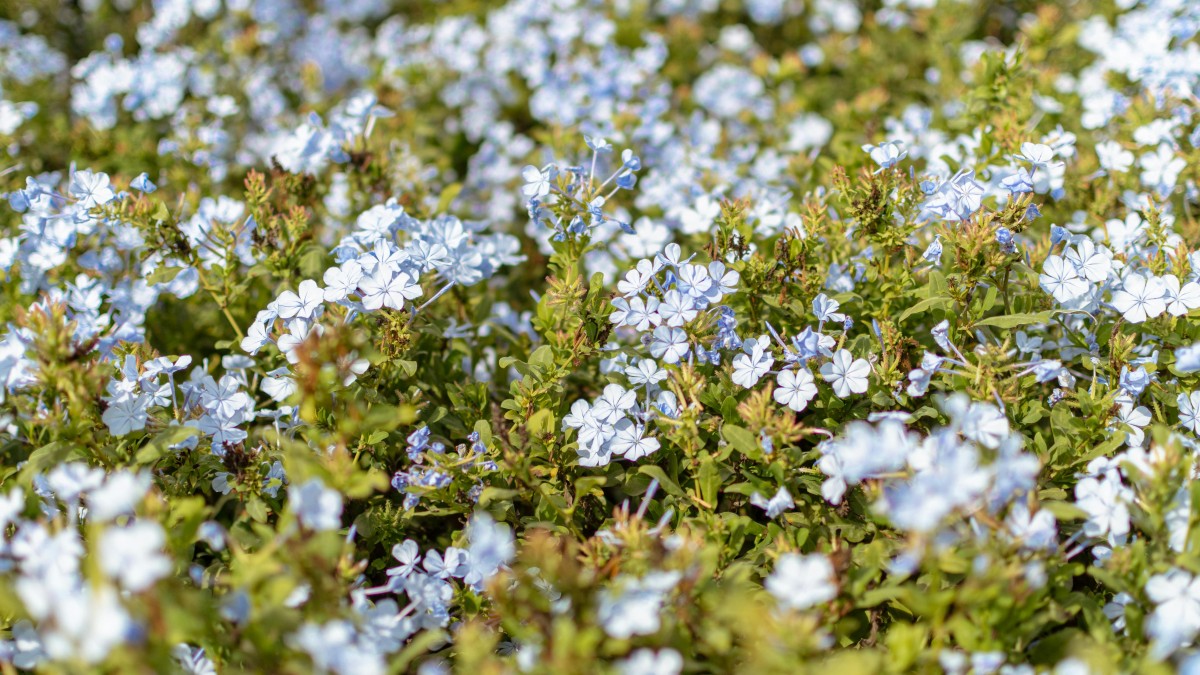 plumbago terrazzo