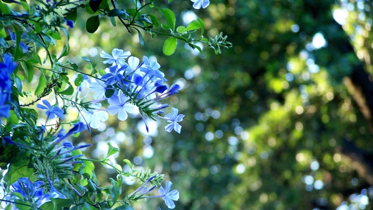 plumbago terrazzo