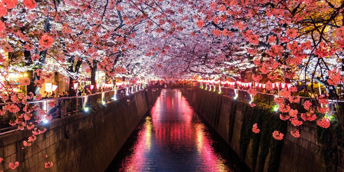 ciliegi in fiore Venaria Reale