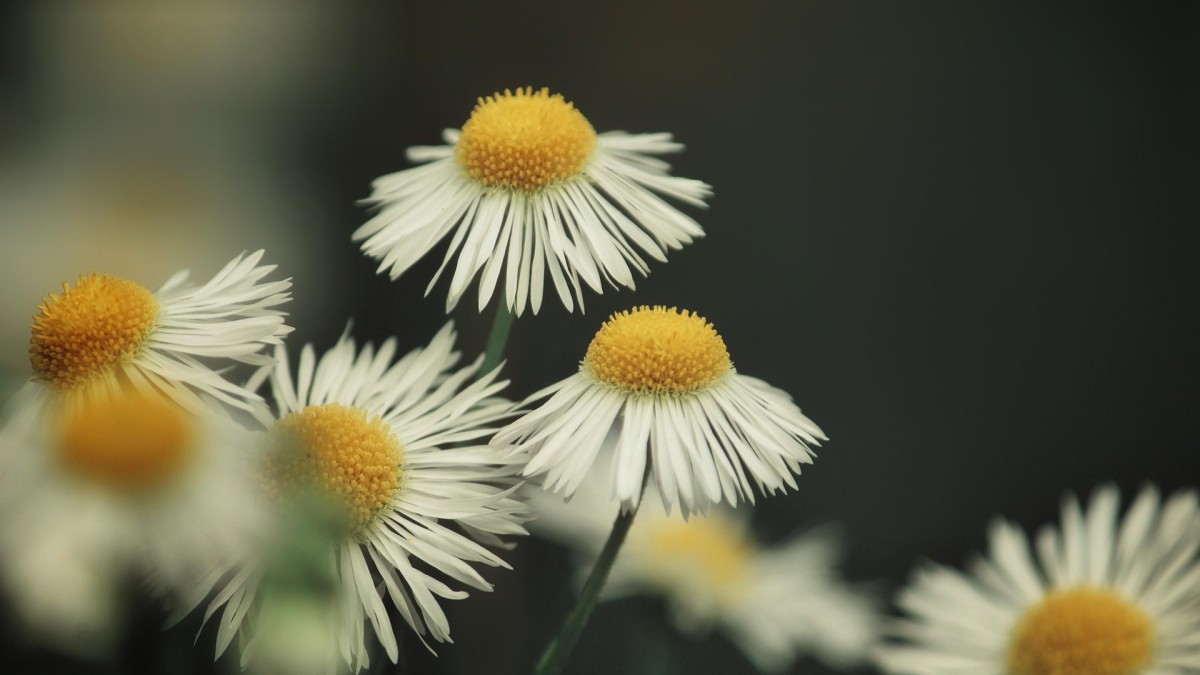 piante che allontanano i topi