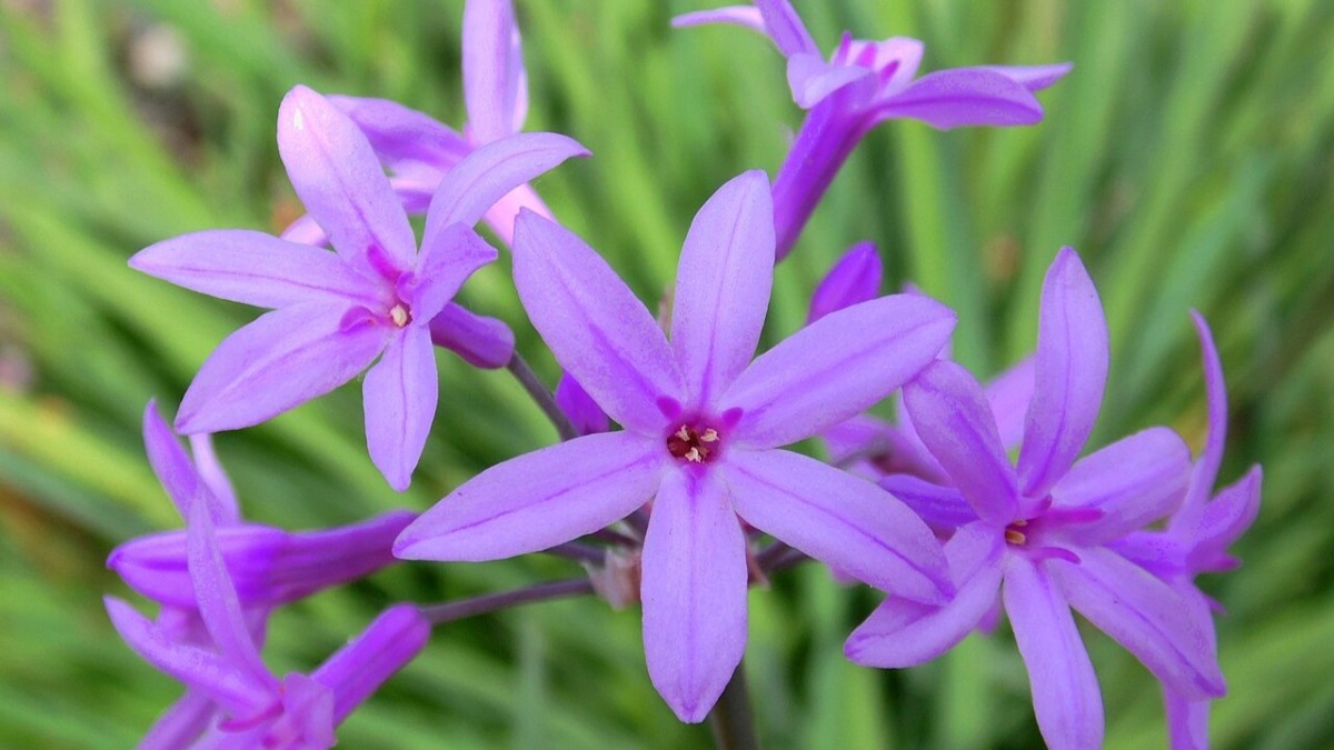 piante esterno senza acqua