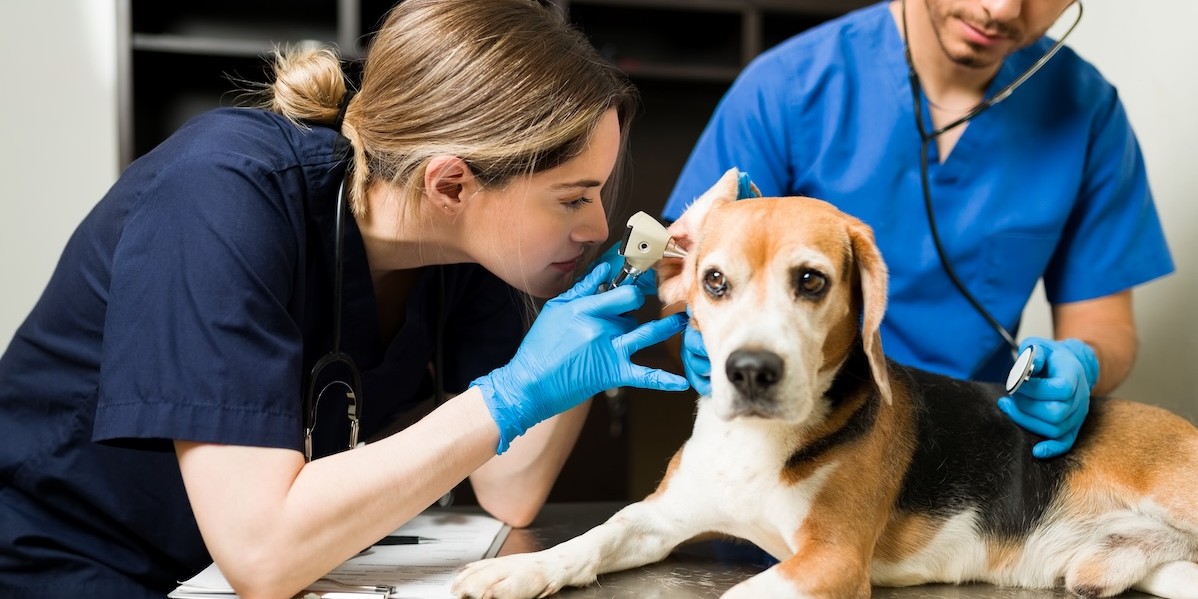 Veterinaria che usa l'otoscopio per esaminare l'orecchio