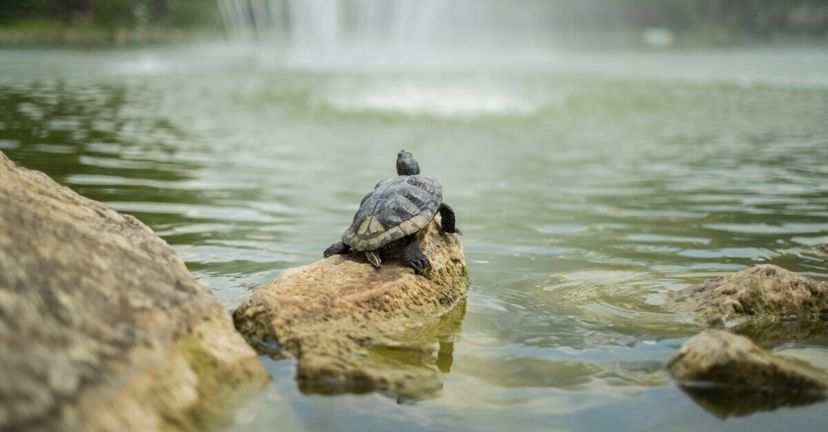 Gli animali da inserire in un laghetto in giardino