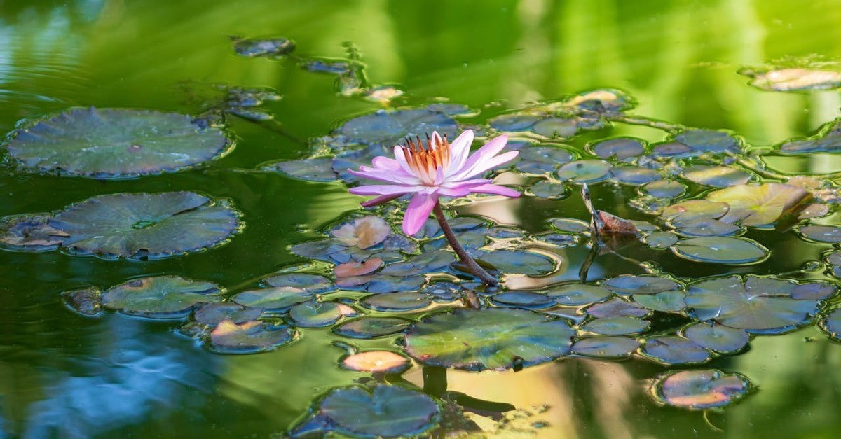 Le piante da inserire in un laghetto in giardino