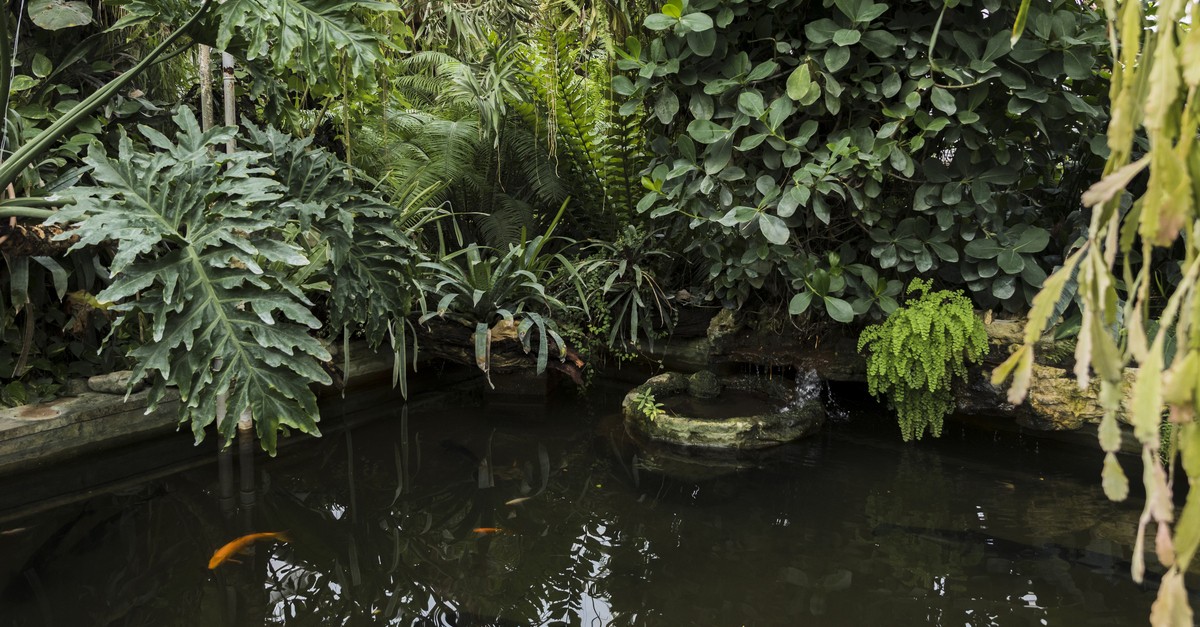 Una parte di un laghetto in giardino