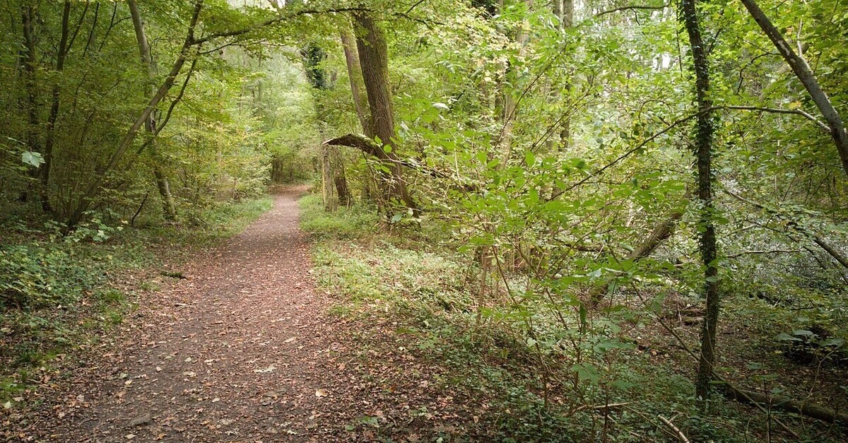 Un sentiero della foresta blu