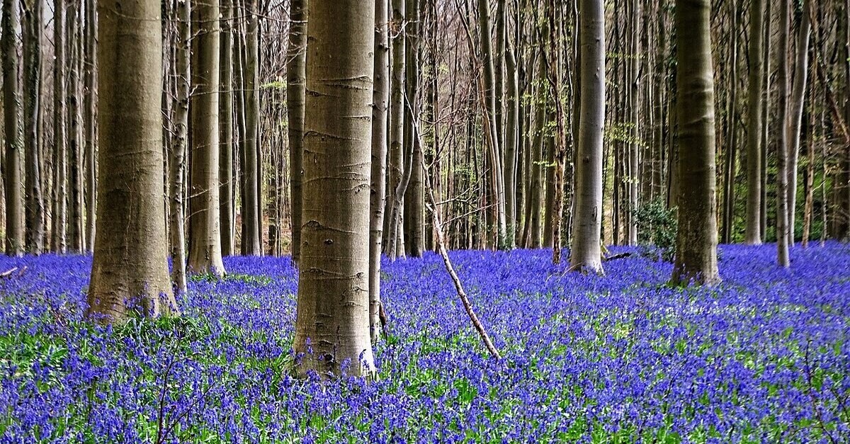 I giacinti in fiore della foresta blu
