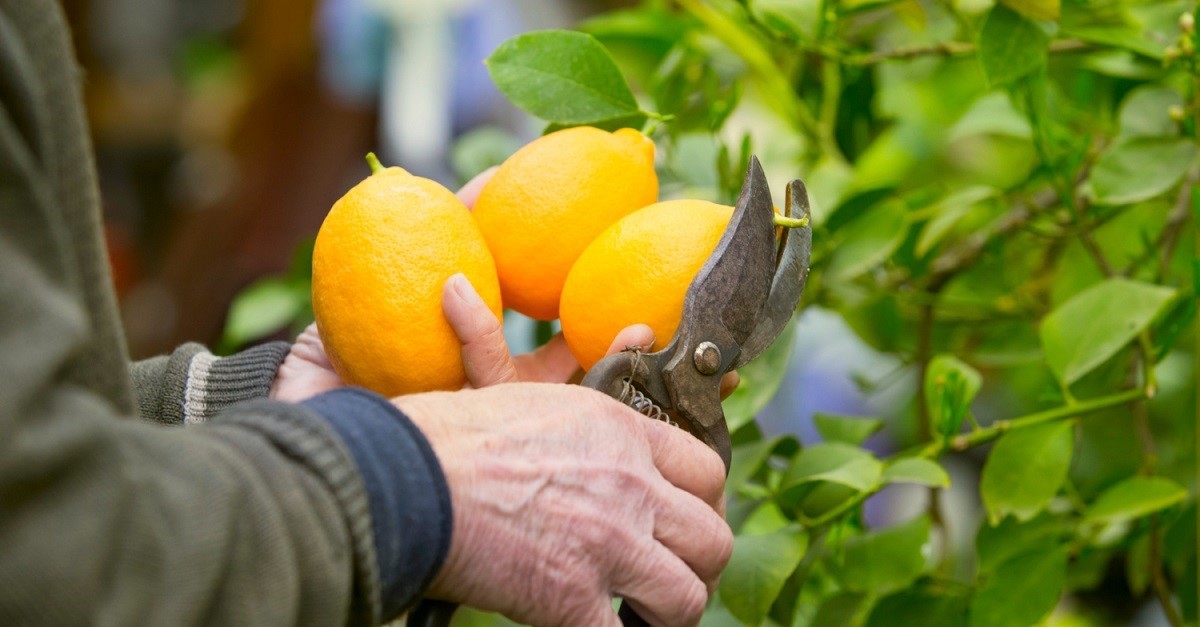 Dei limoni appena raccolti