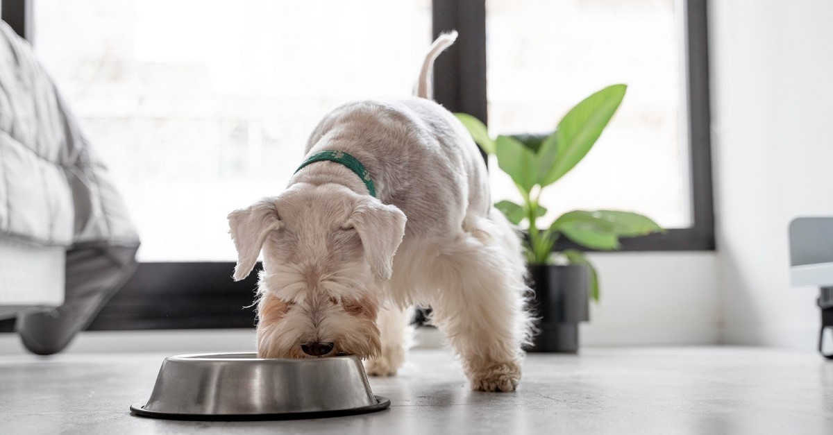 Un cane bianco mangia dalla sua ciotola