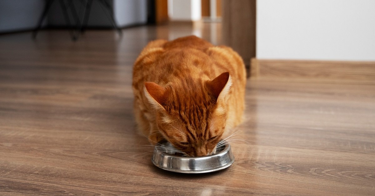 Un gatto mangia da una ciotola di metallo