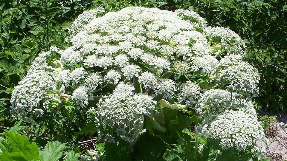 piante vietate in italia