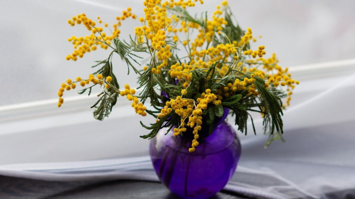 come conservare la mimosa