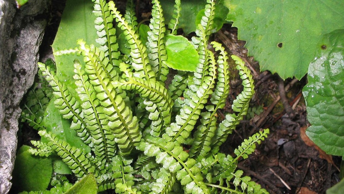 asplenium