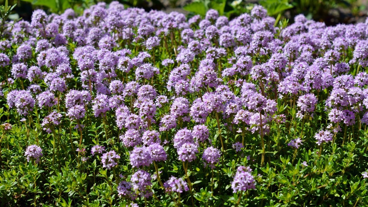 erbe aromatiche primavera