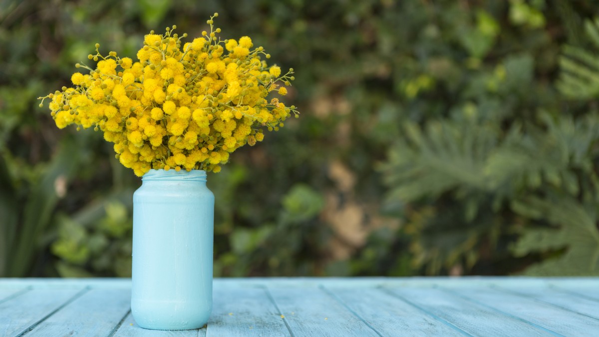 come conservare la mimosa