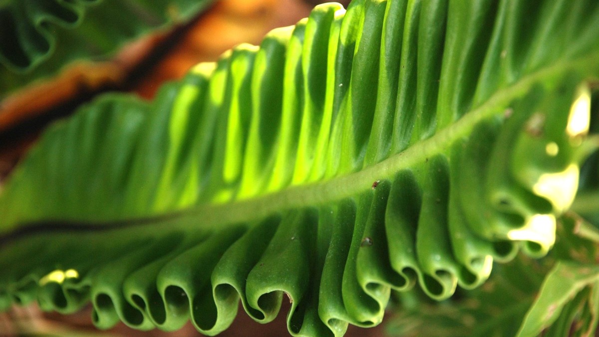 asplenium