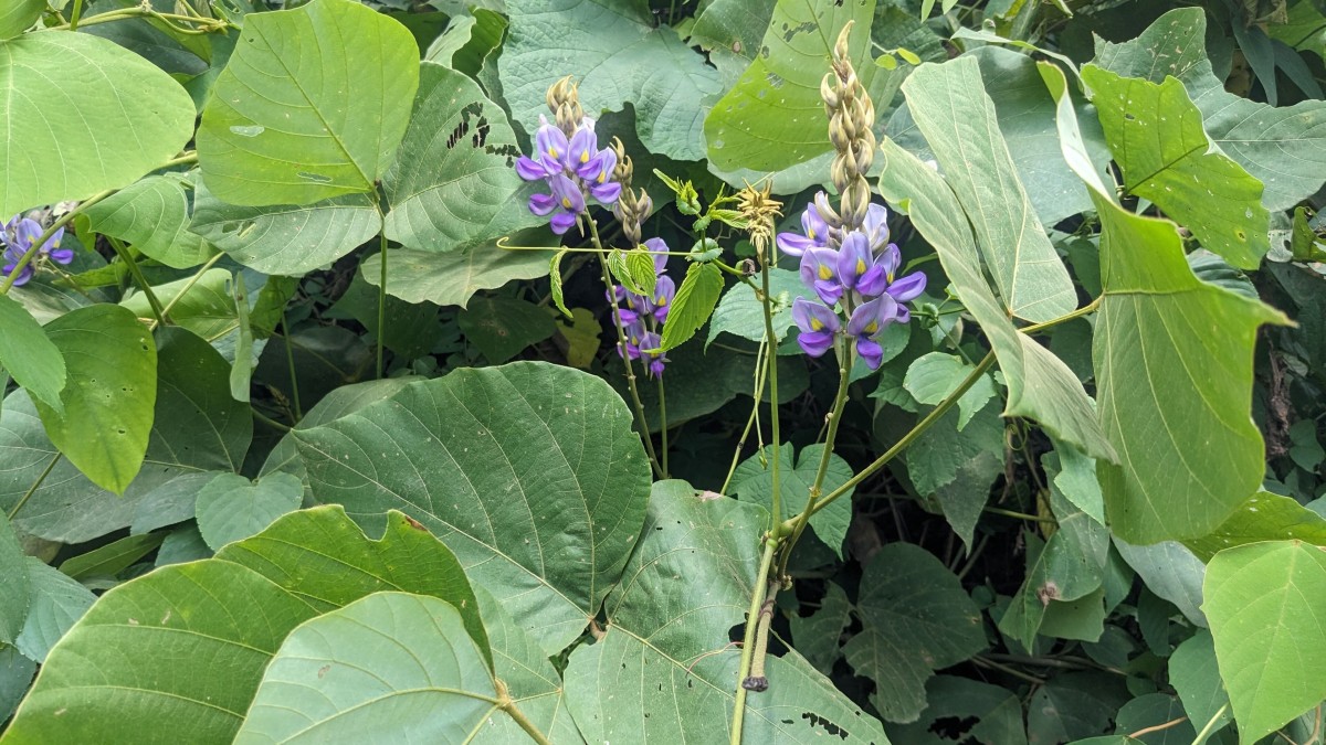 piante illegali in italia