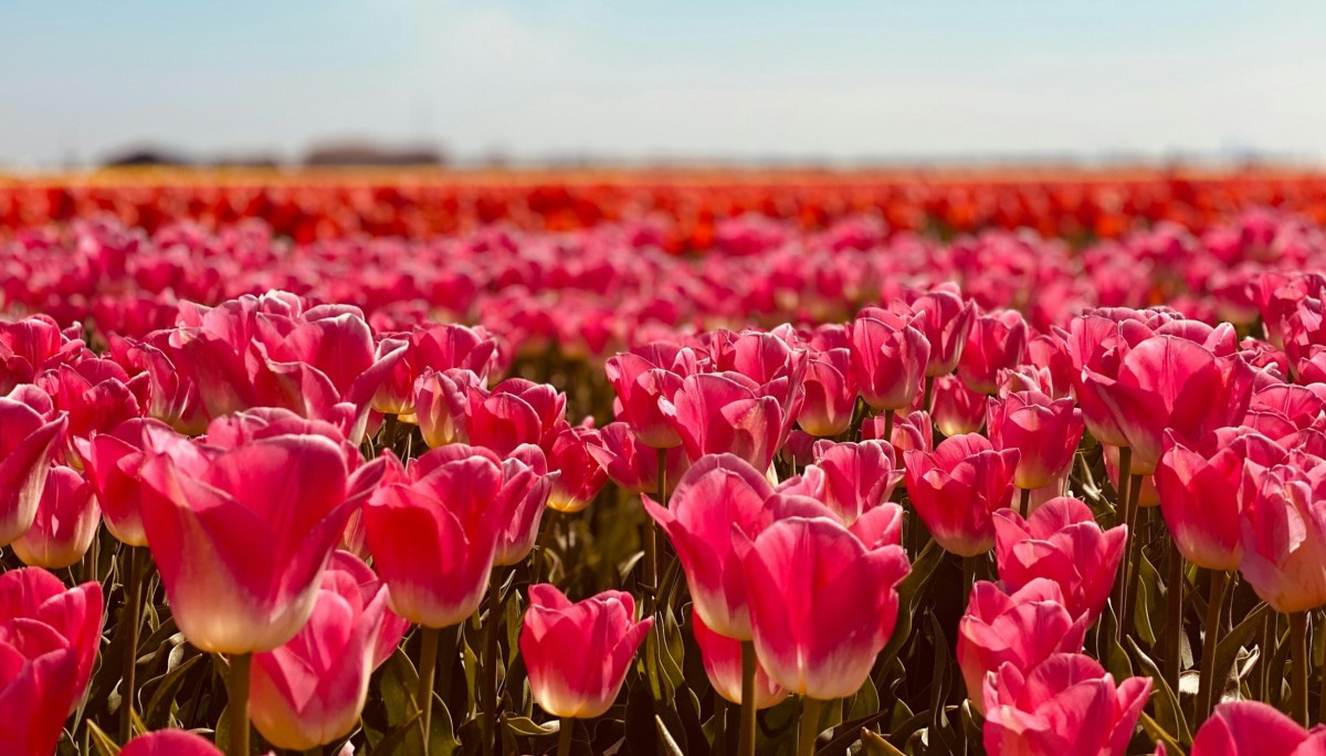 Festival des tulipes d'Italie 2026