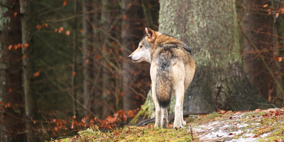 cosa vedere a civitella alfedena