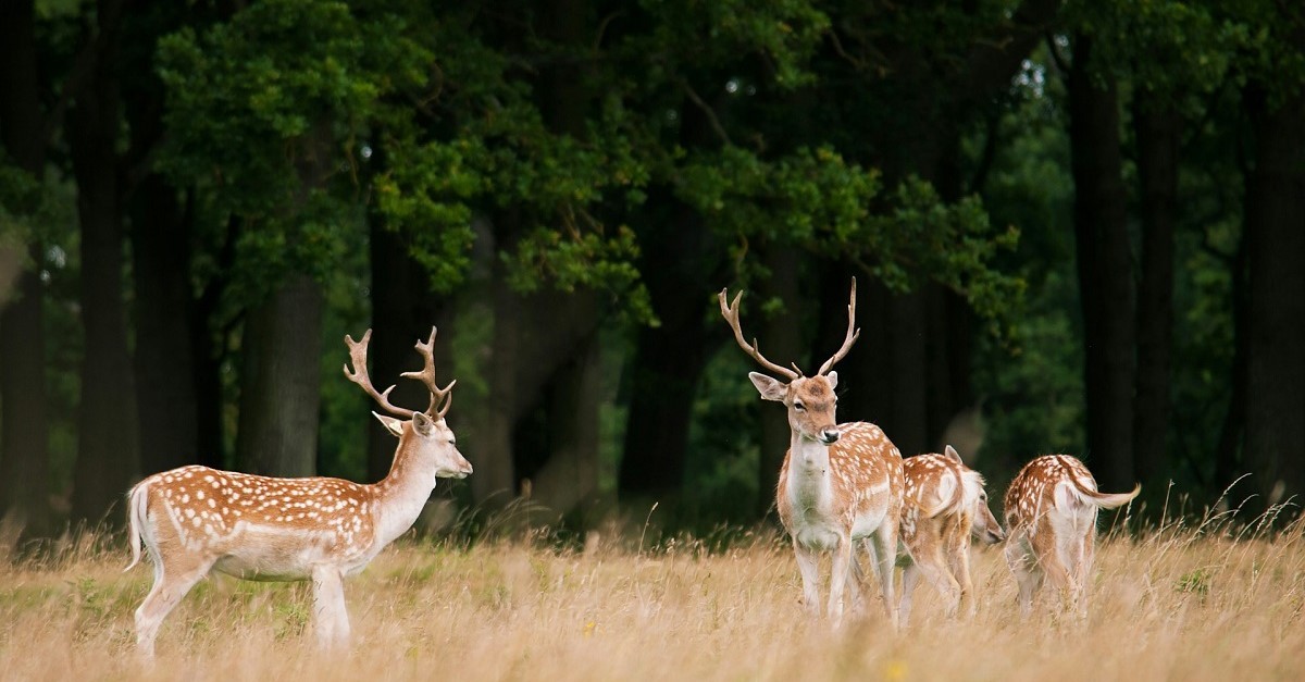 I cervi del Phoenix Park a Dublino