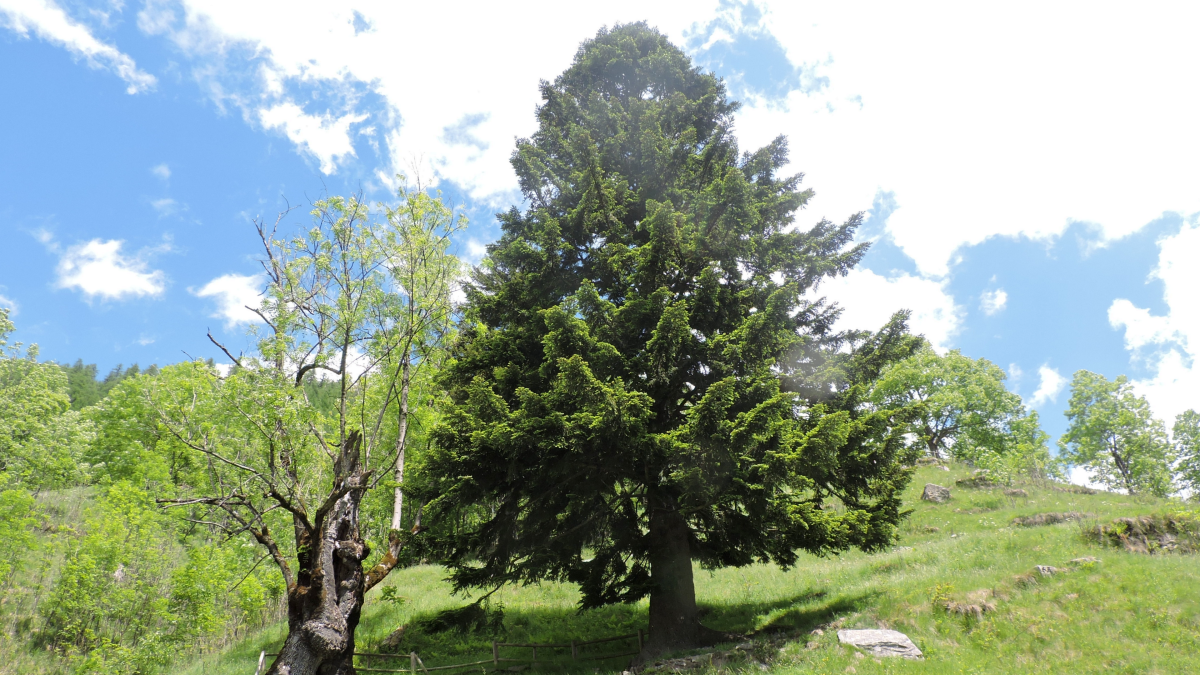 coltvare il frassino