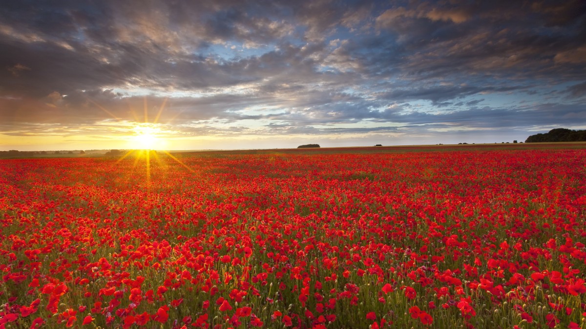fioriture primaverili nel mondo