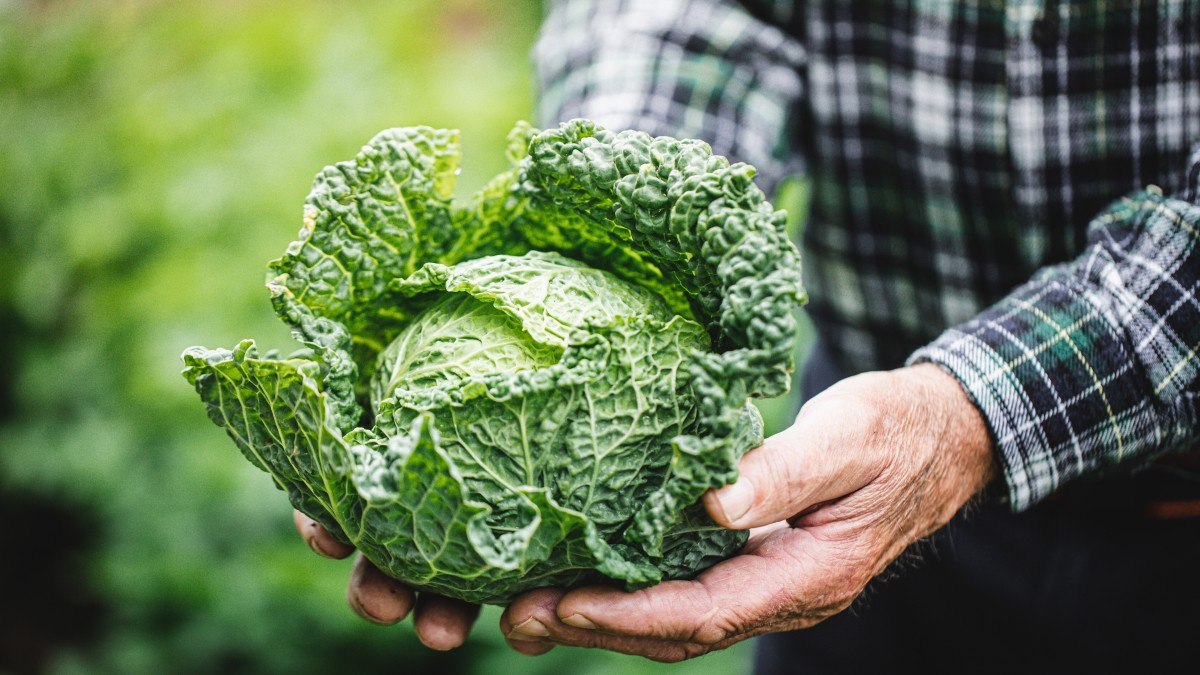 eliminare parassiti cavoli