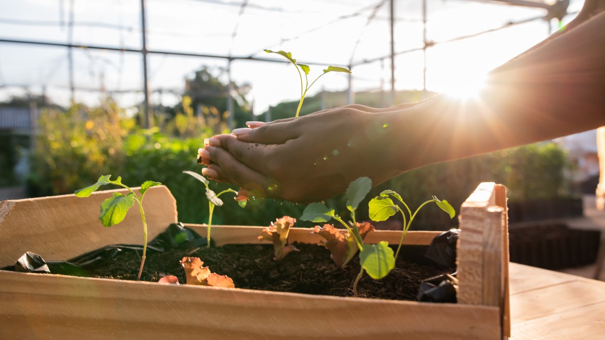 yogurt scaduto piante