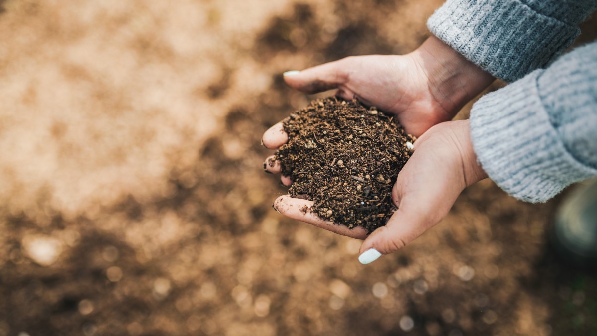 yogurt scaduto piante