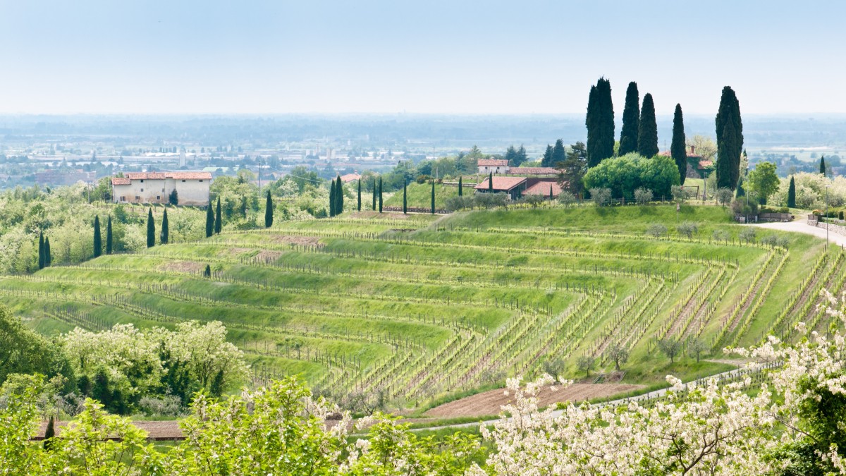 migliori vini friuli venezia giulia