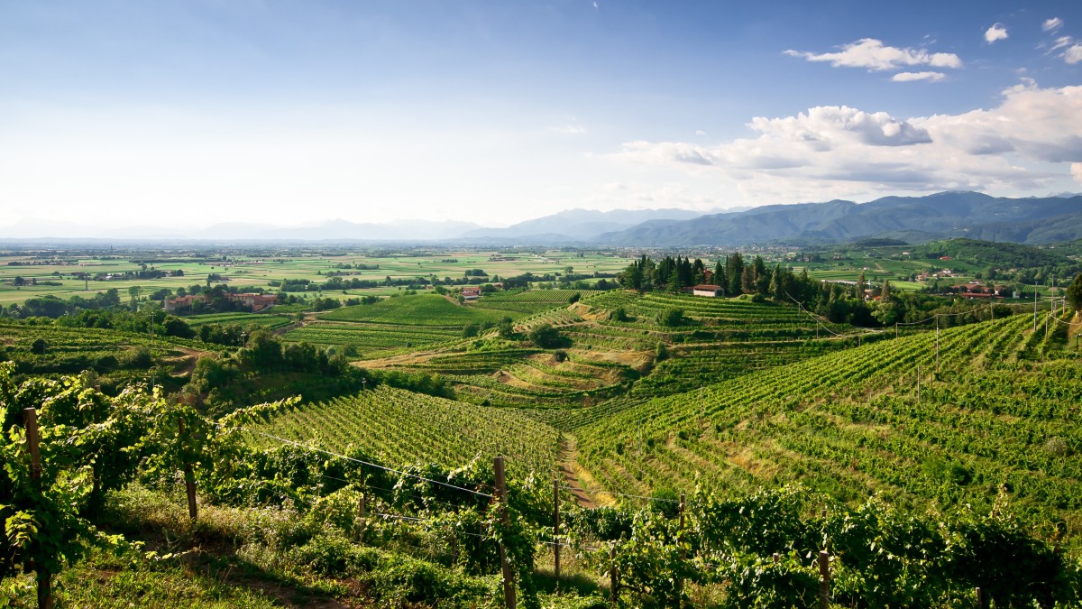 migliori vini friuli venezia giulia