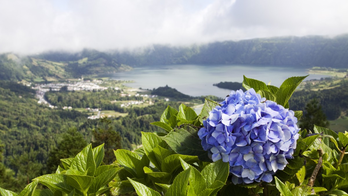 fioriture primaverili nel mondo