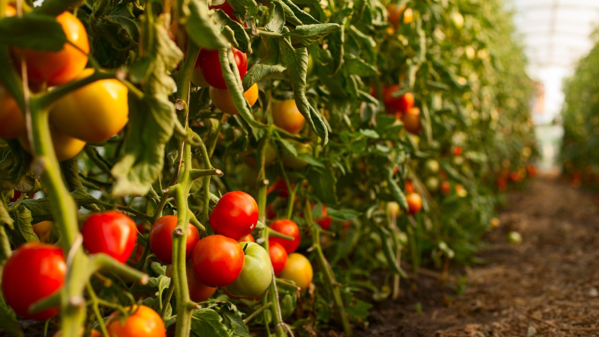 virosi del pomodoro