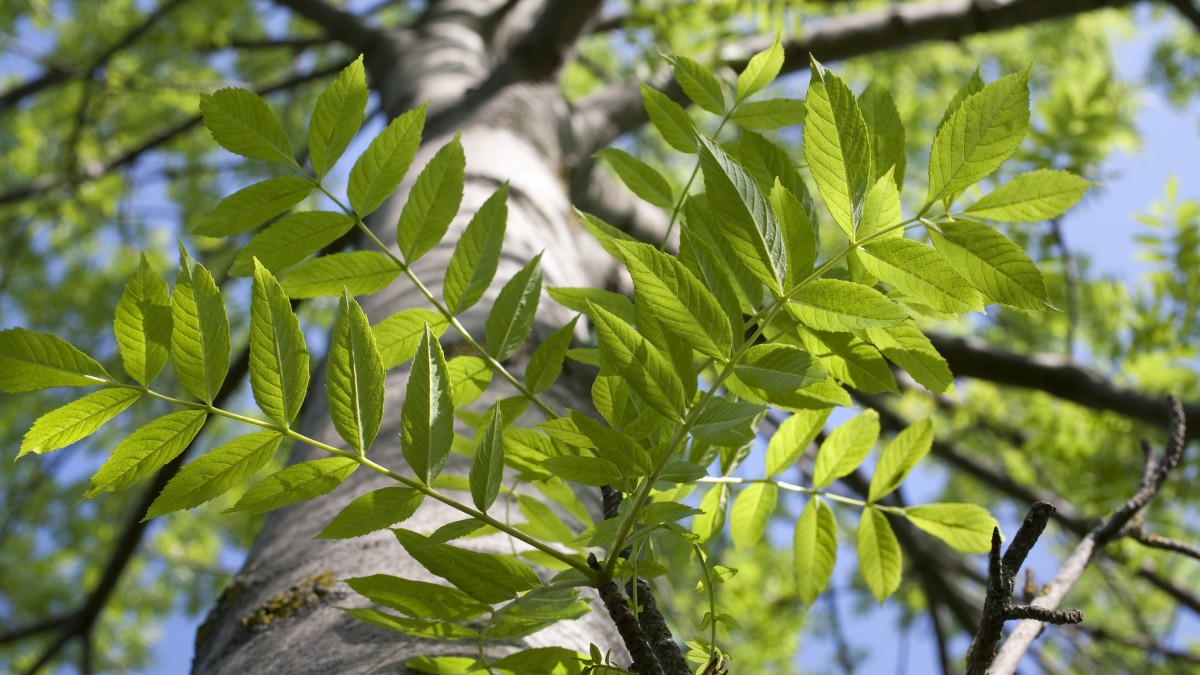 coltvare il frassino