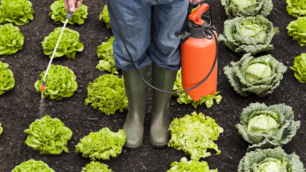 come eliminare i parassiti dai cavoli