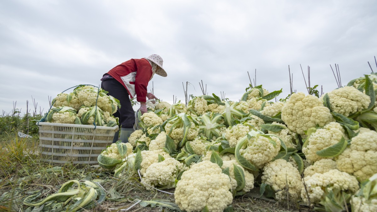 come eliminare i parassiti dai cavoli