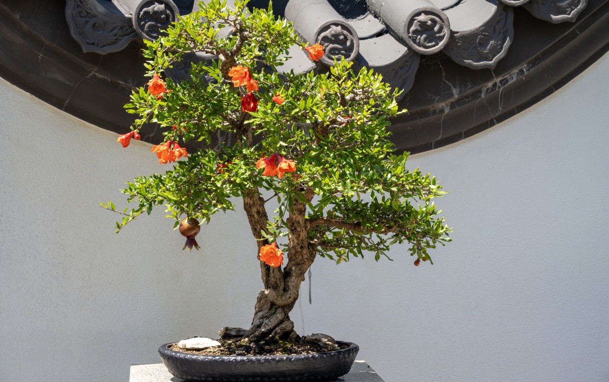 bonsai da frutto