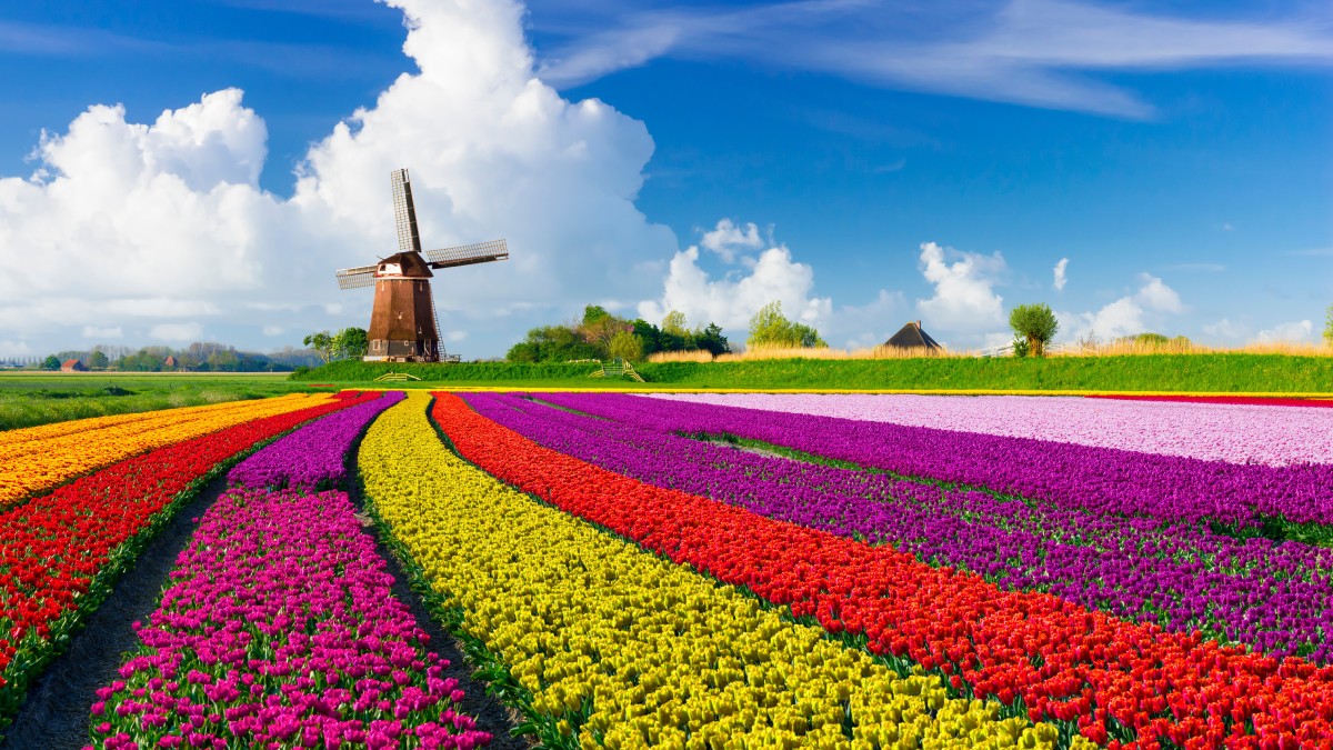 fioriture primaverili nel mondo