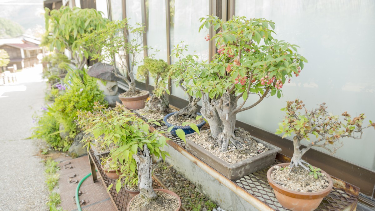 bonsai da frutto
